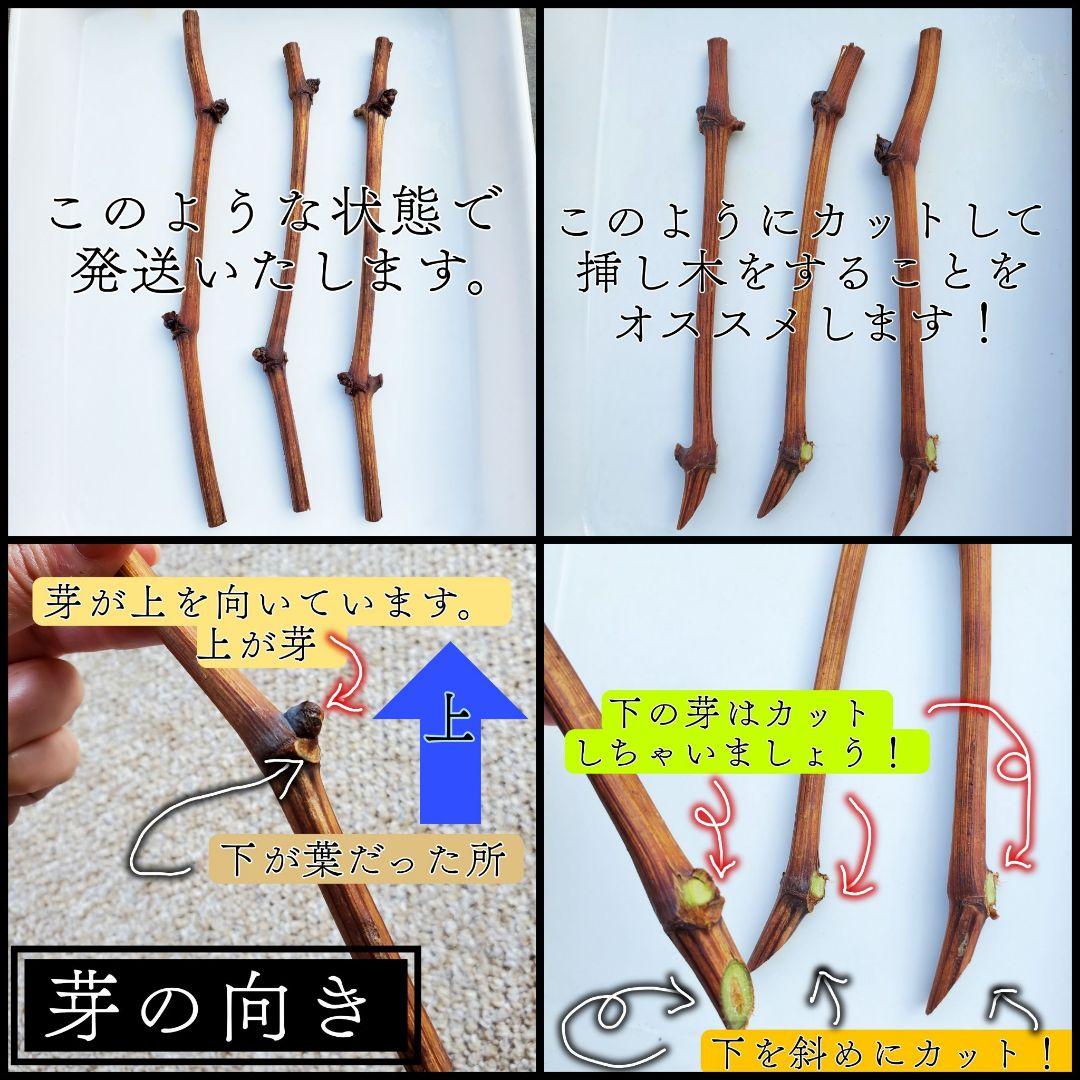 【オーダーページ】カンタン栽培 ブドウ 穂木 挿し木 苗木づくりに♪