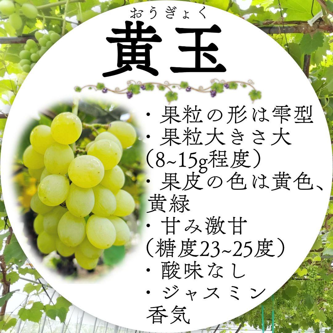 【オーダーページ】カンタン栽培 ブドウ 穂木 挿し木 苗木づくりに♪