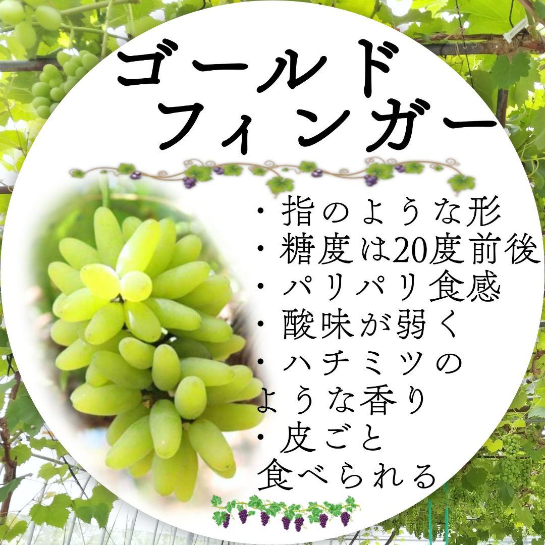 【オーダーページ】カンタン栽培 ブドウ 穂木 挿し木 苗木づくりに♪