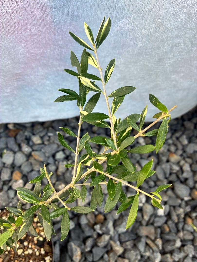 斑入りオリーブ苗　③