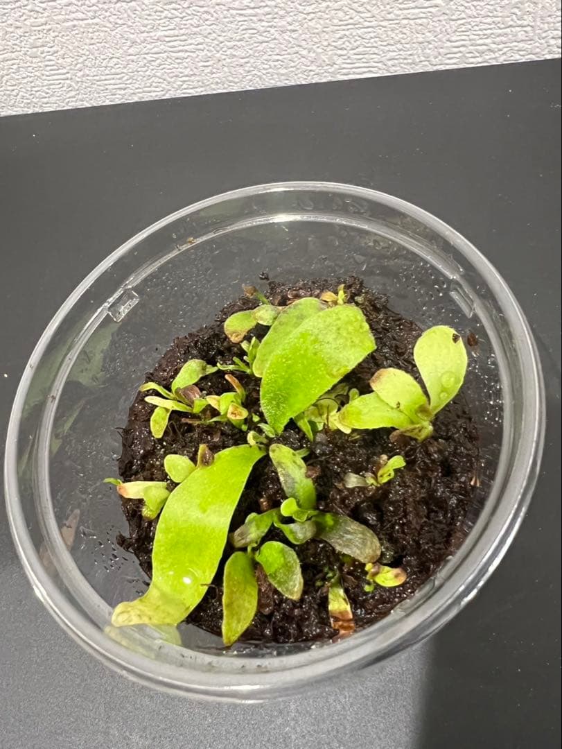 PlantLog@まとめ買い10%OFF様　確認用