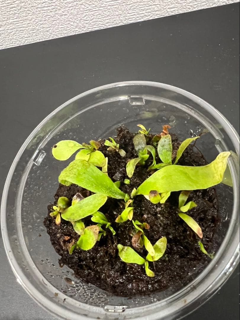 PlantLog@まとめ買い10%OFF様　確認用