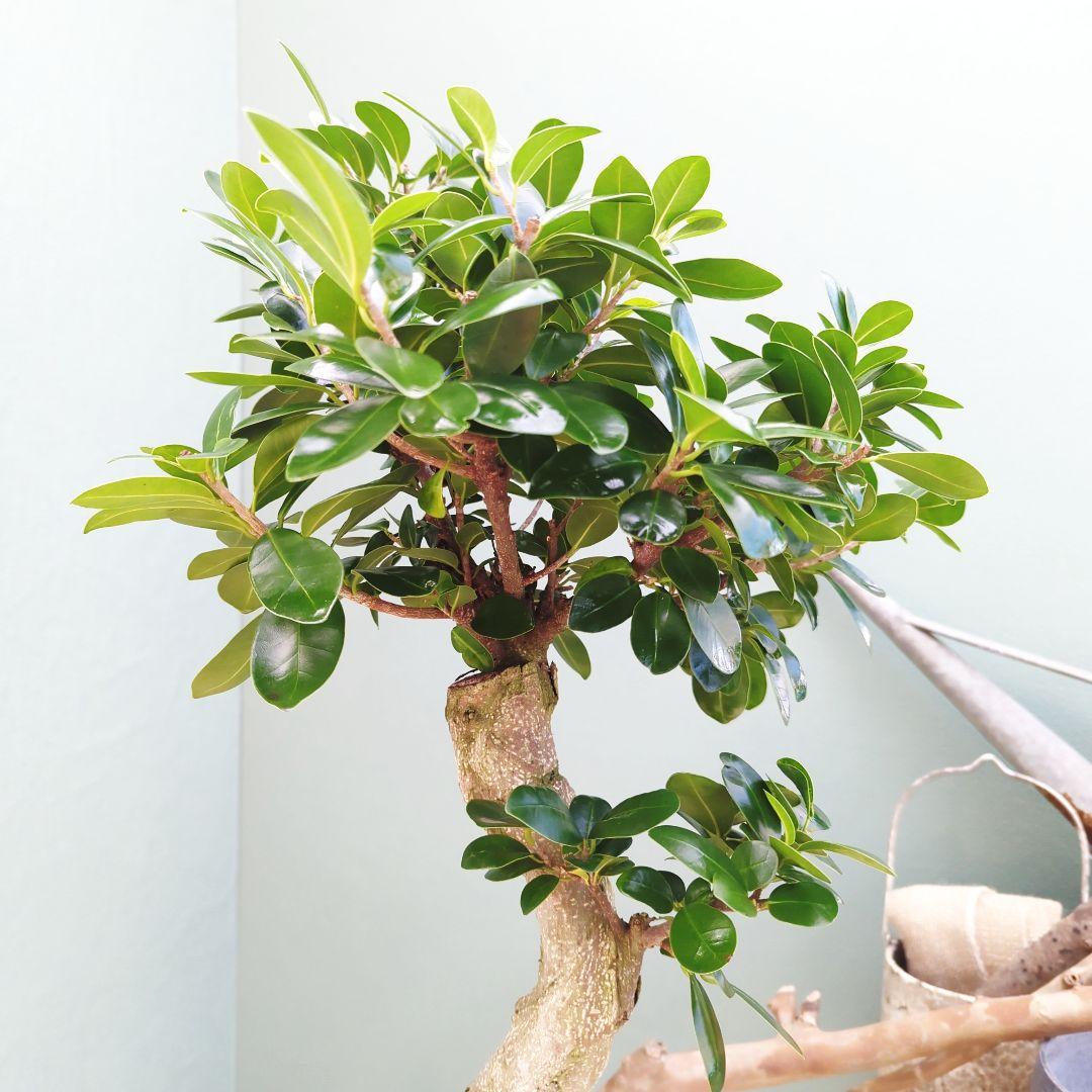 2月限定特価☆(現品)ガジュマル 昇り龍 曲がり幹 ８号 曲線