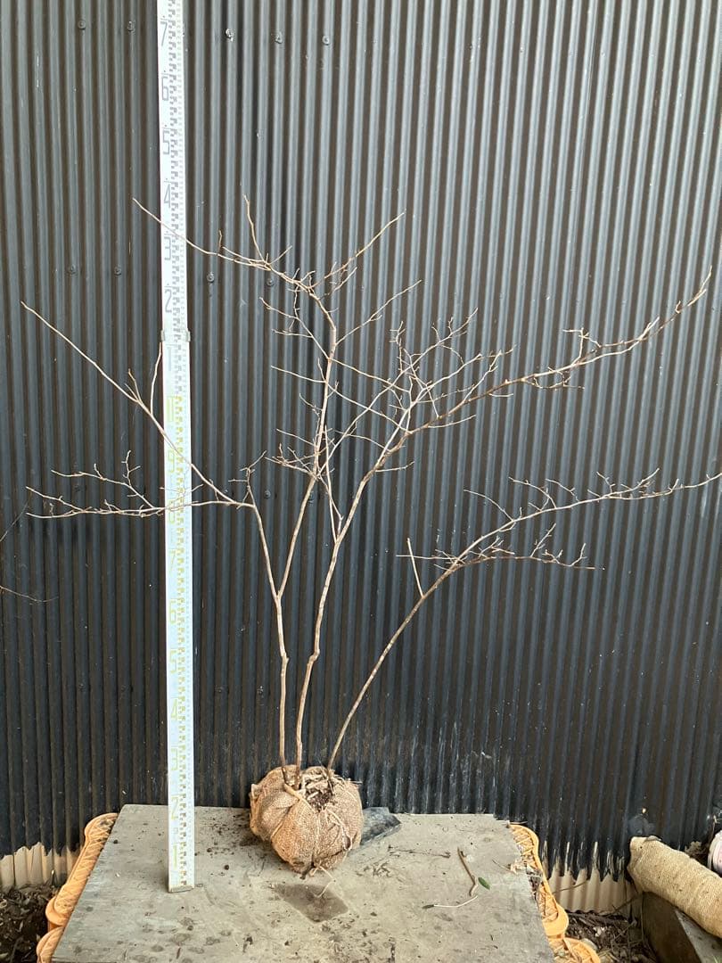 山採り　ナツハゼ