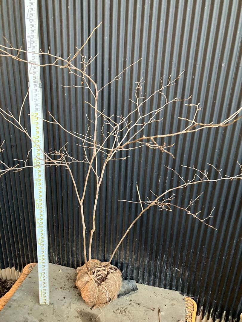 山採り　ナツハゼ