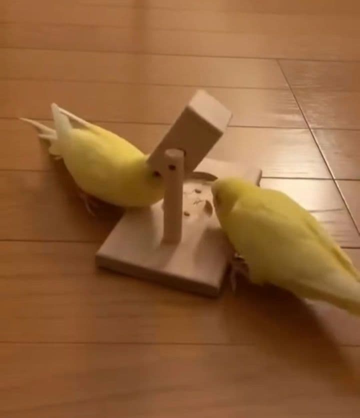 A8　くるくるフォージントイ3点イセット　バードトイ　難易度高め⭐⭐