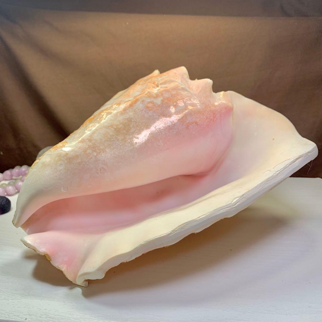 5.大きいクイーンコンクシェル・母貝、貝殻