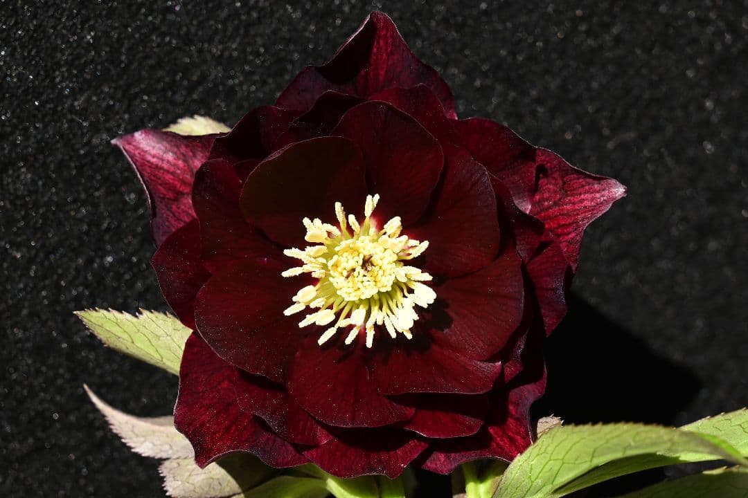 クリスマスローズ　最新花1級品認定キラメキ✩チョコレート青茎タイプ　加藤農園