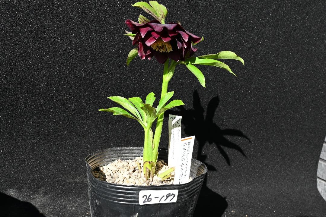 クリスマスローズ　最新花1級品認定キラメキ✩チョコレート青茎タイプ　加藤農園