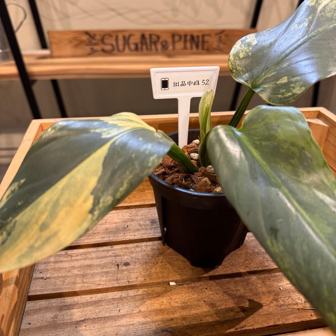 す*る様 52 フィロデンドロン　シルバーソード　斑入り