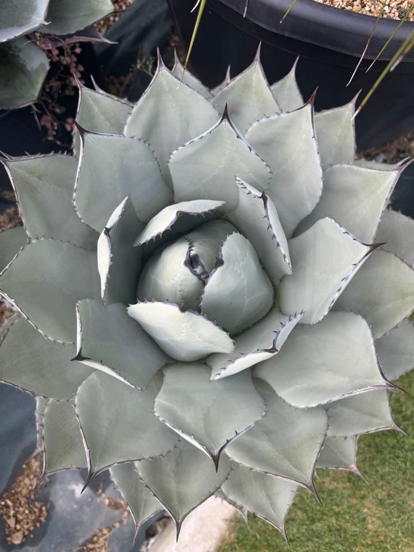 吉祥天　　超大株