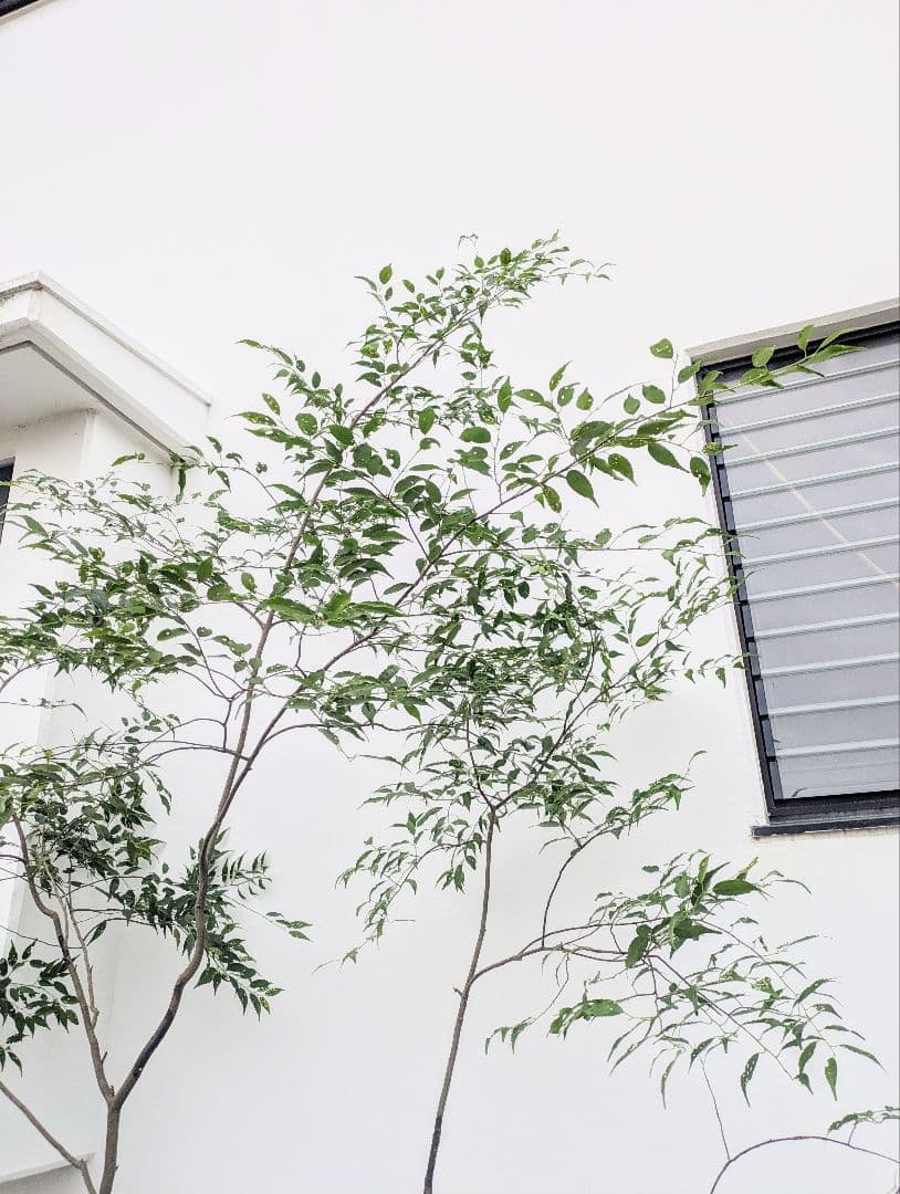 清秀。。山採りハイノキ。。