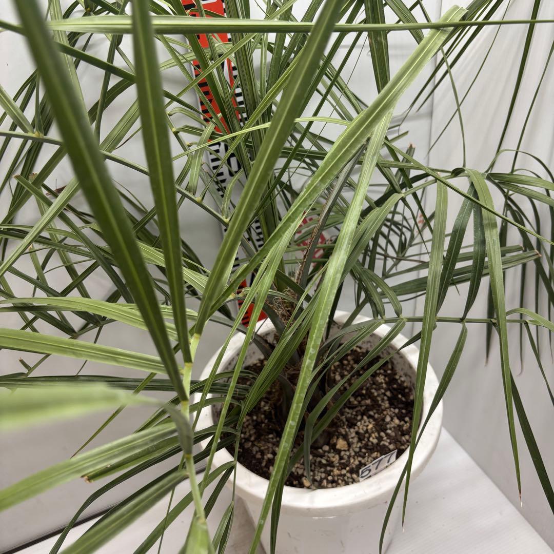 《希少》ココスヤシ　１０号(30cm)鉢　#577