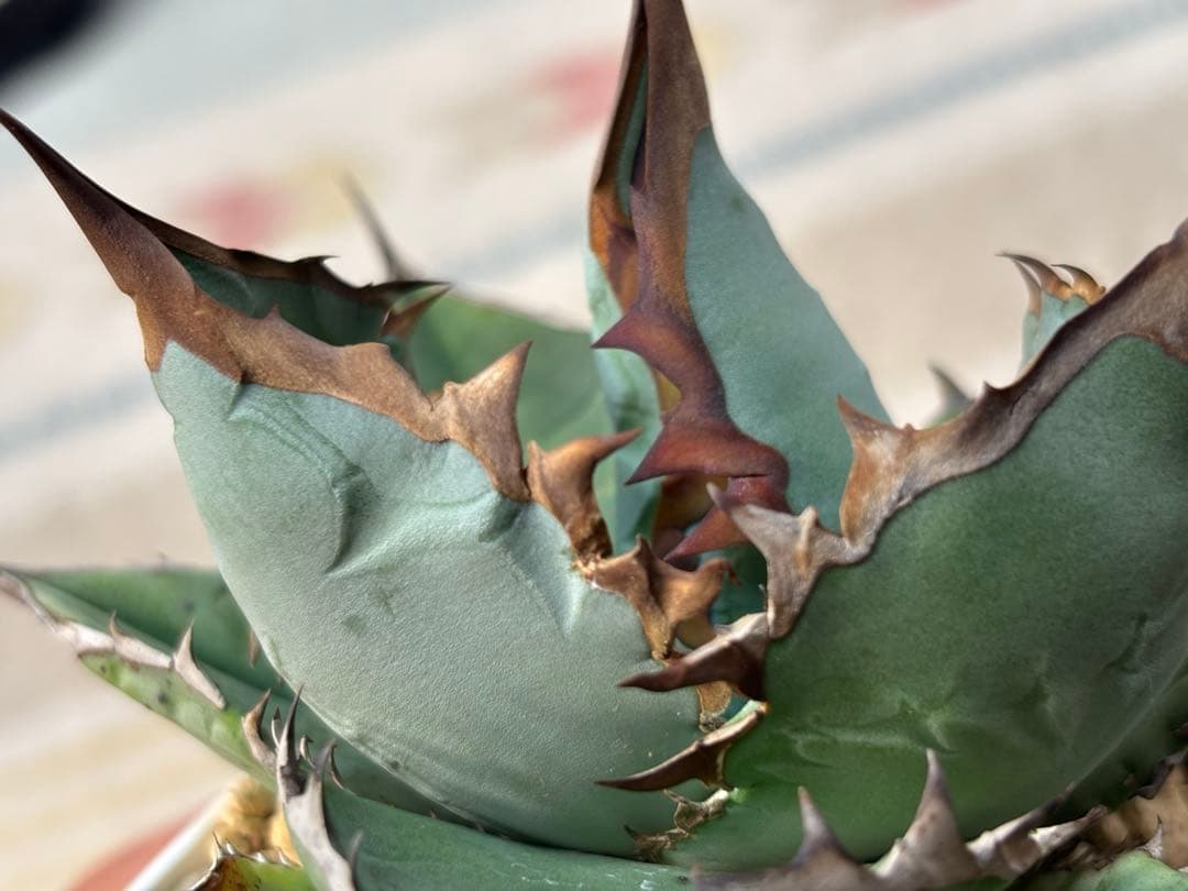 実生 チタノタブルー 検索)オアハカ オテロイ アガベ fo-076 ホリダ