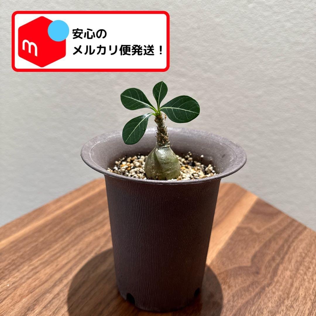 アデニウム　ソコトラナム (EU輸入株)