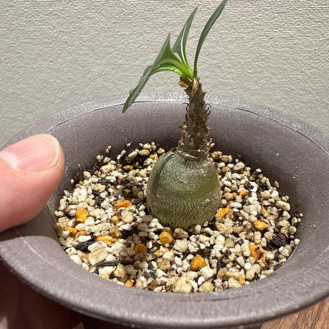 アデニウム　ソコトラナム (EU輸入株)