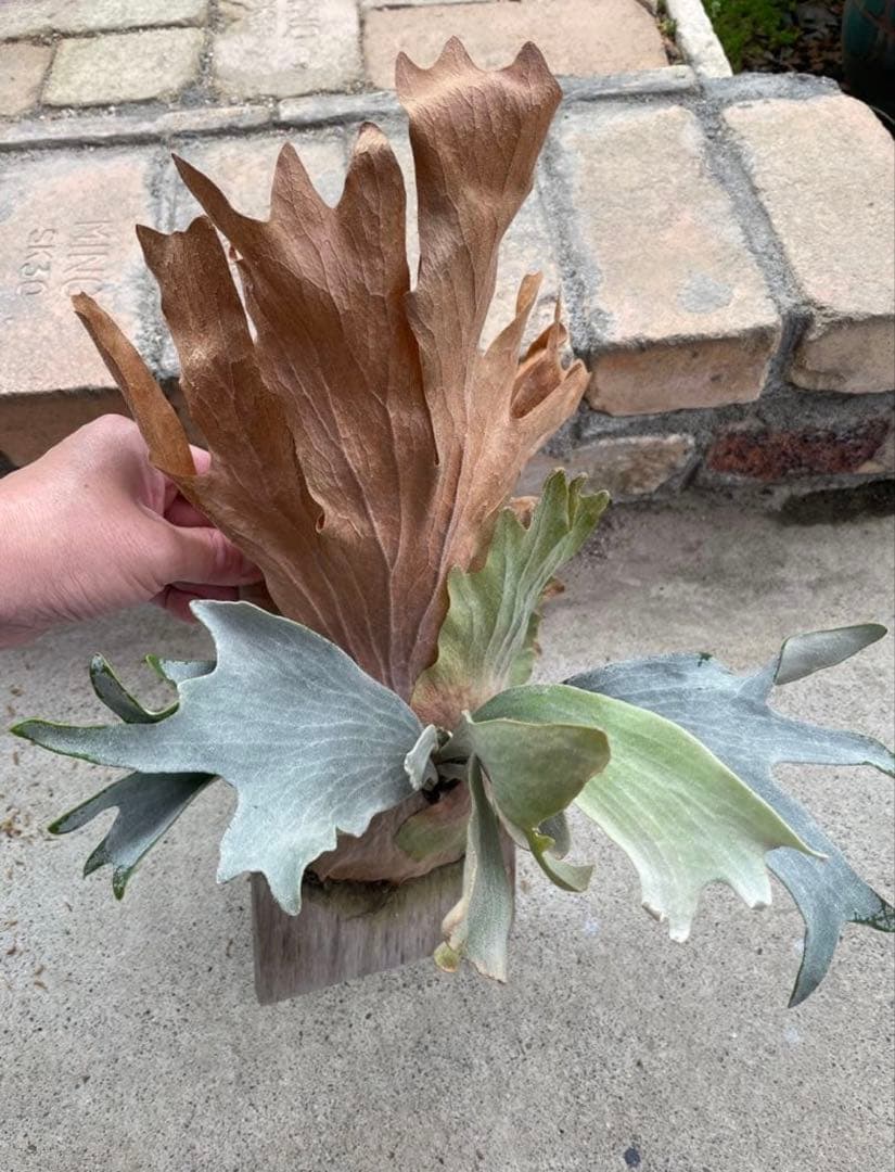 ビカクシダ　P.sp HK sporeling 【majus mix】　大株