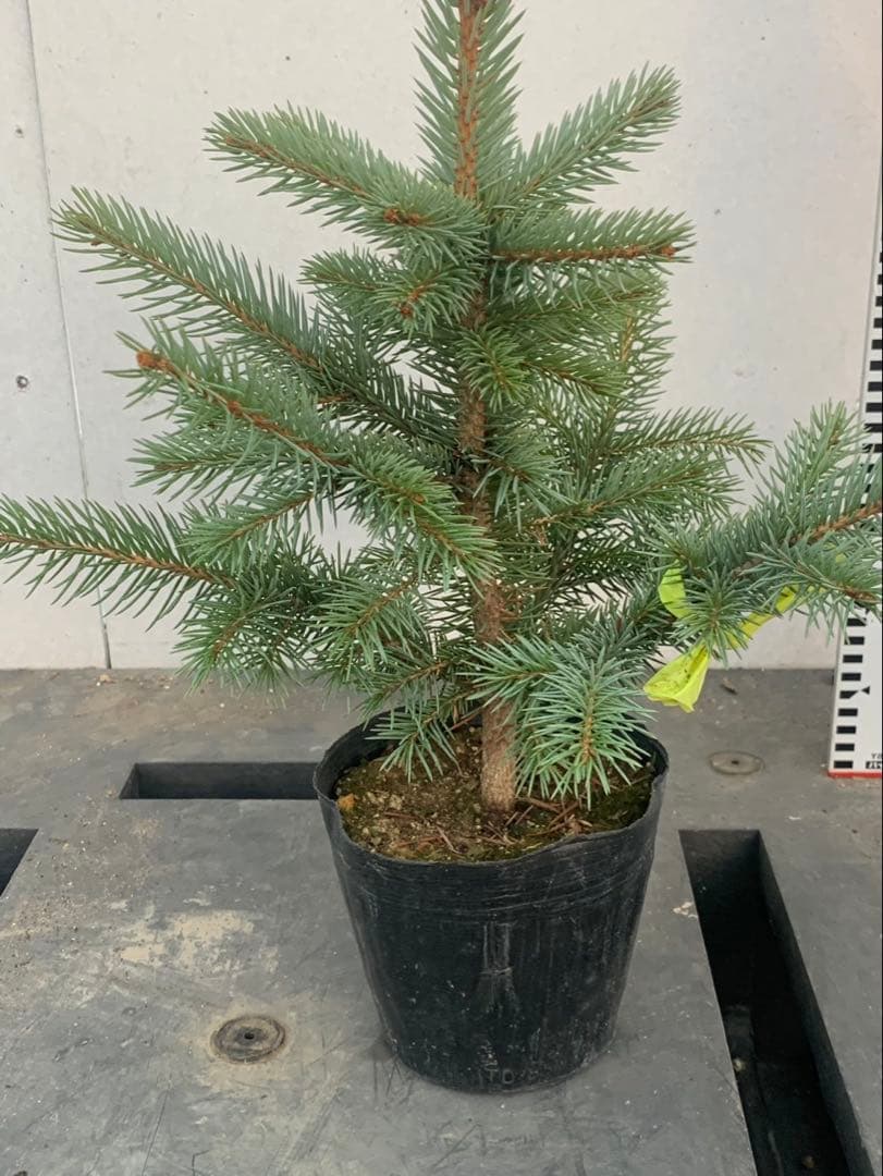 ピセアプンゲンス　　　コロラドトウヒ　　黄紐