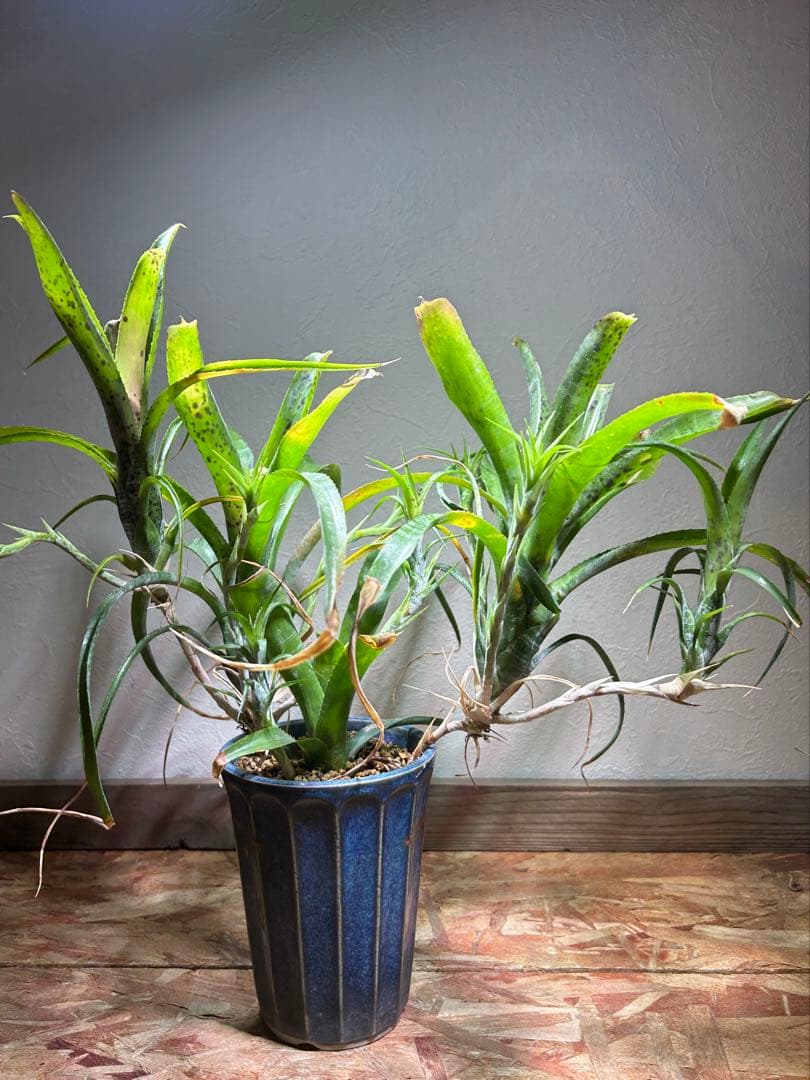 特大群生　ネオレゲリア　hyb 陶器鉢のまま発送　ブロメリア