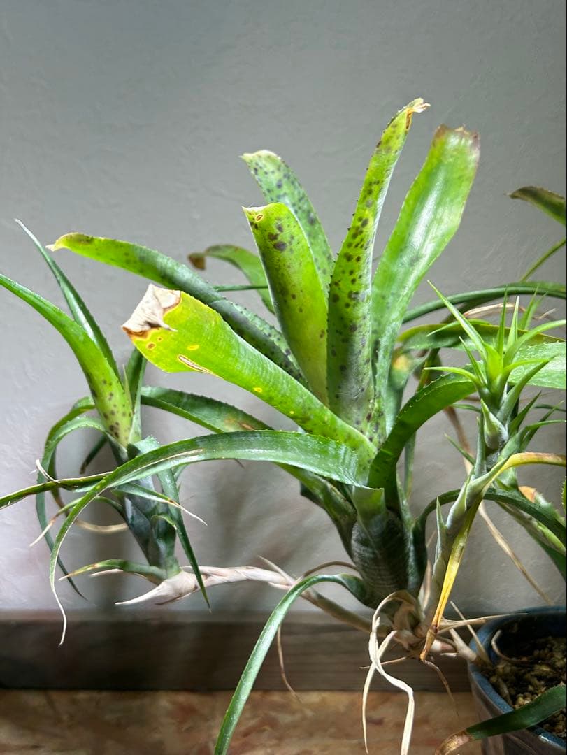 特大群生　ネオレゲリア　hyb 陶器鉢のまま発送　ブロメリア