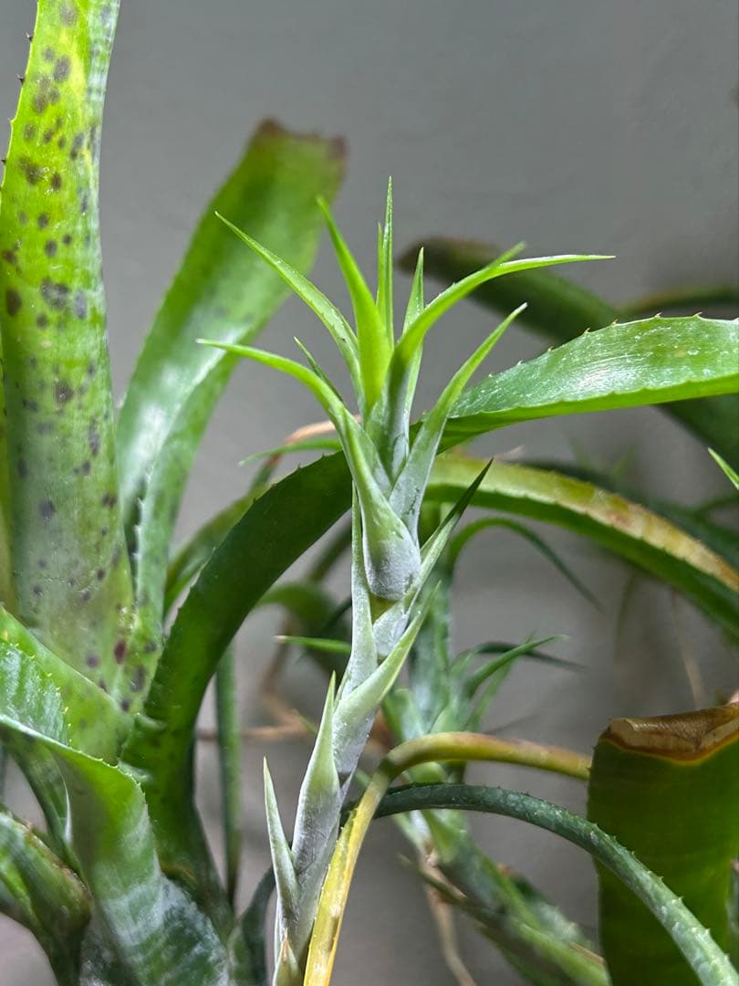 特大群生　ネオレゲリア　hyb 陶器鉢のまま発送　ブロメリア