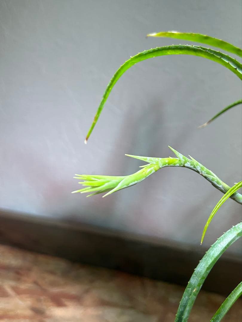 特大群生　ネオレゲリア　hyb 陶器鉢のまま発送　ブロメリア