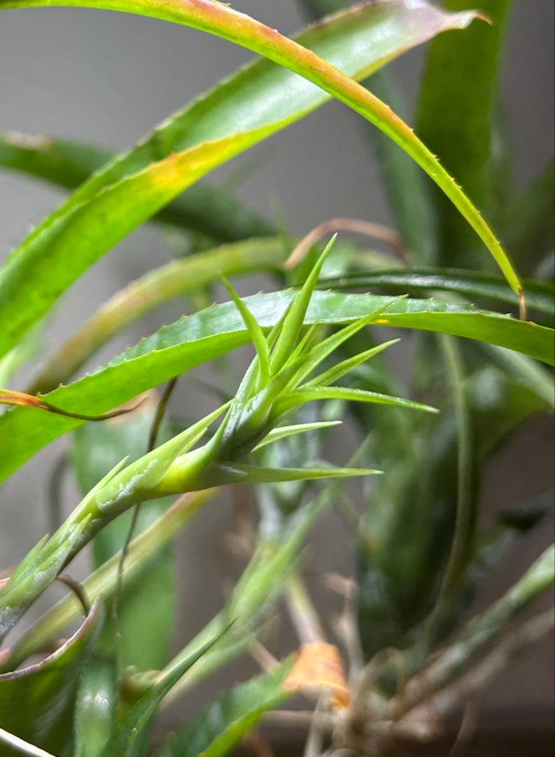 特大群生　ネオレゲリア　hyb 陶器鉢のまま発送　ブロメリア