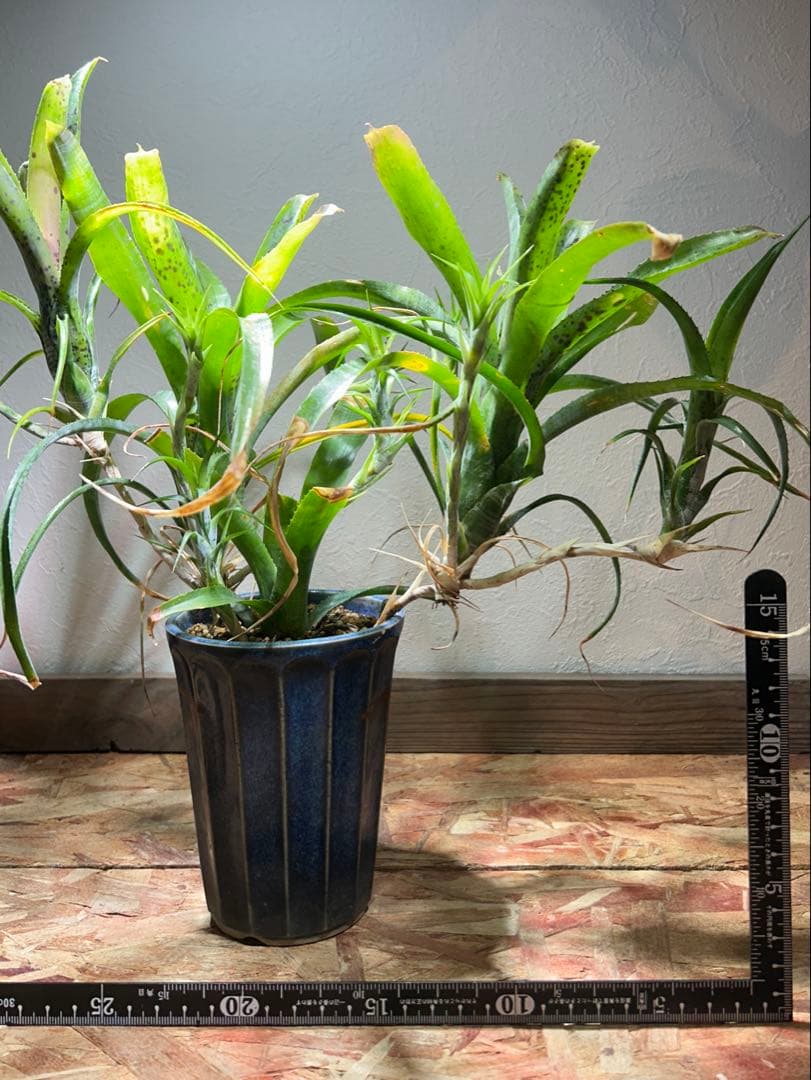 特大群生　ネオレゲリア　hyb 陶器鉢のまま発送　ブロメリア