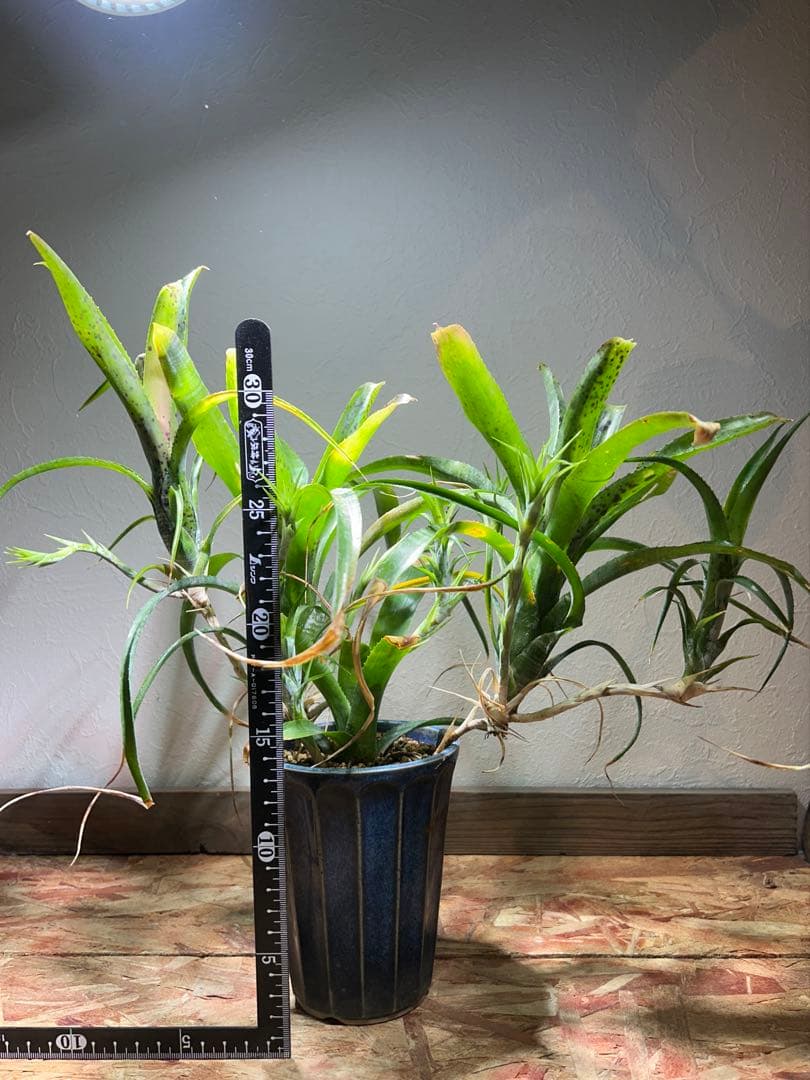 特大群生　ネオレゲリア　hyb 陶器鉢のまま発送　ブロメリア