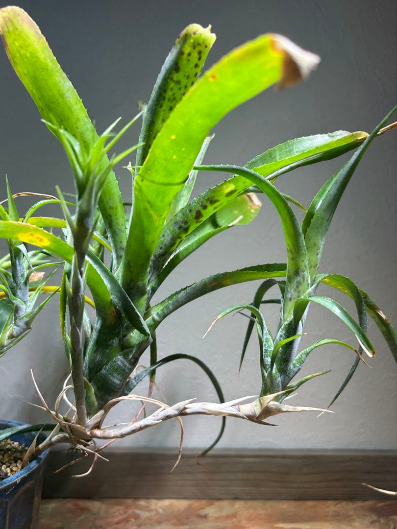 特大群生　ネオレゲリア　hyb 陶器鉢のまま発送　ブロメリア