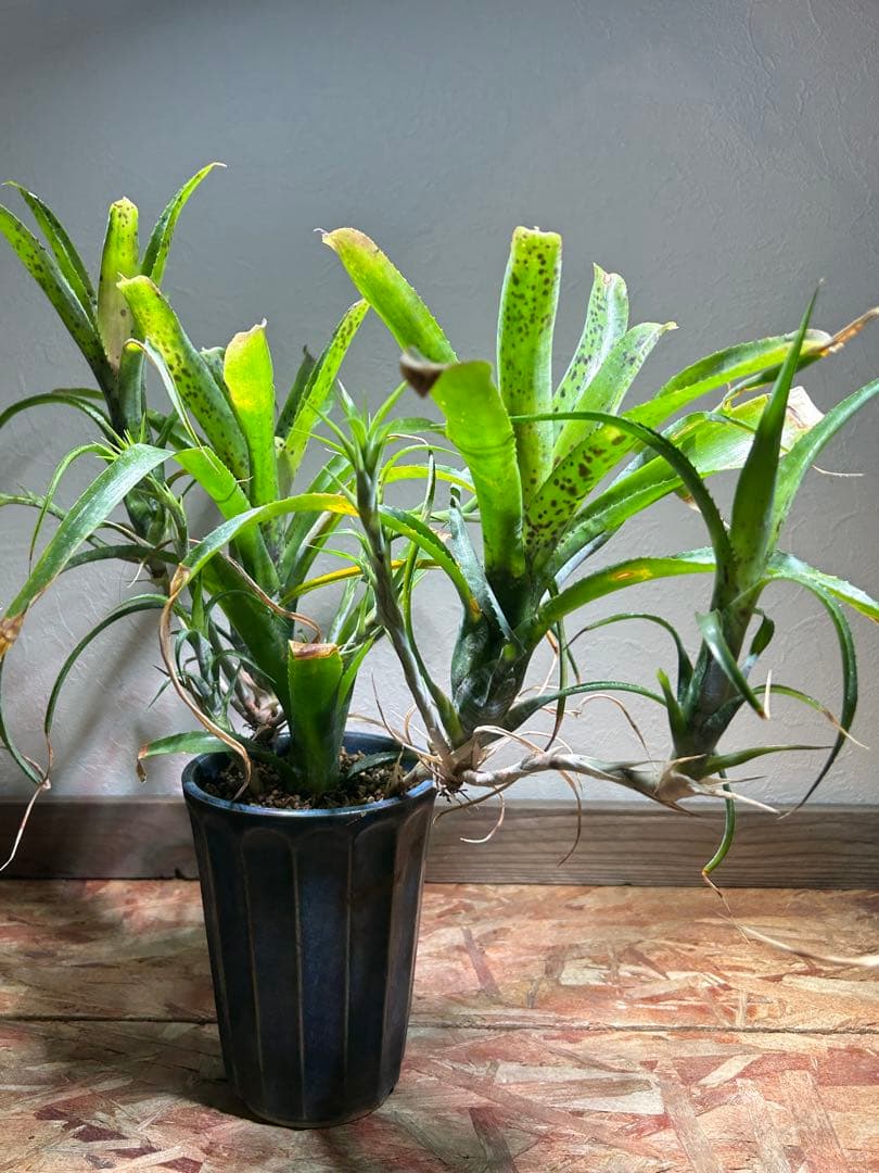 特大群生　ネオレゲリア　hyb 陶器鉢のまま発送　ブロメリア