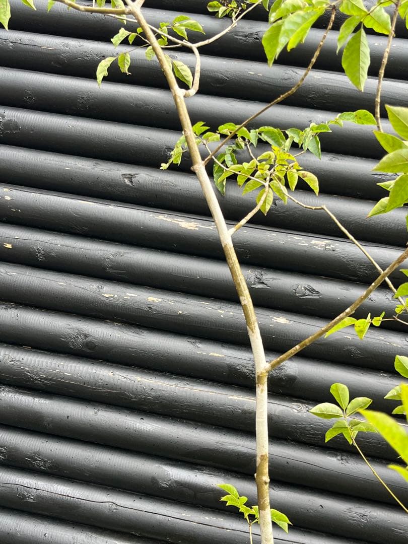 山採り天然　アオダモ　５本株立 51