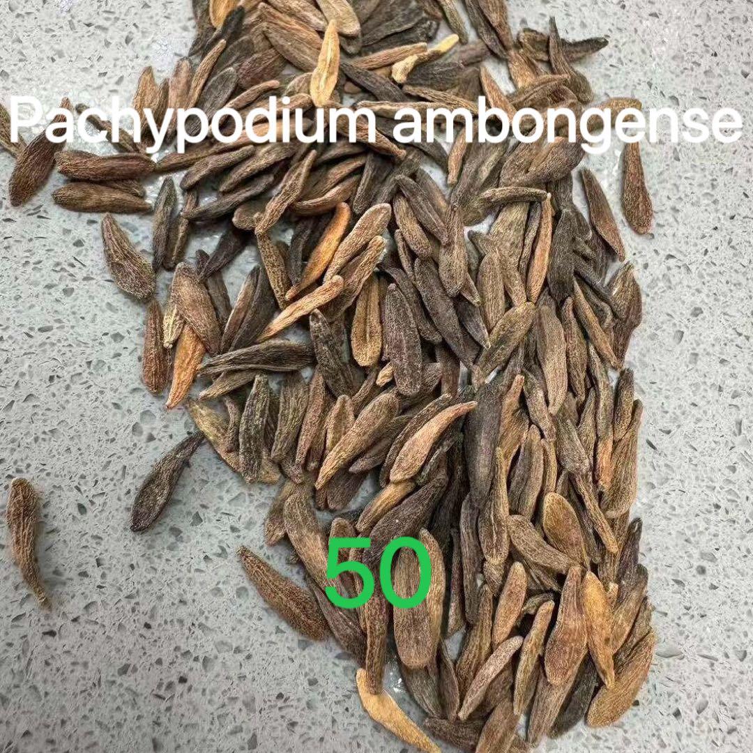 種子50粒パキポディウムアンボンゲンPachypodium ambongense