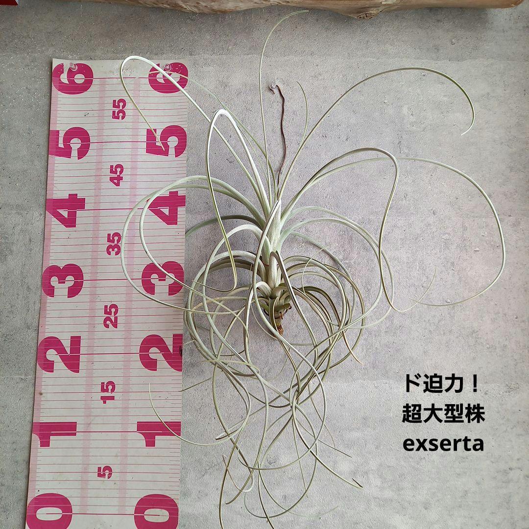 エアプランツ チランジア 超特大株 エクセルタ