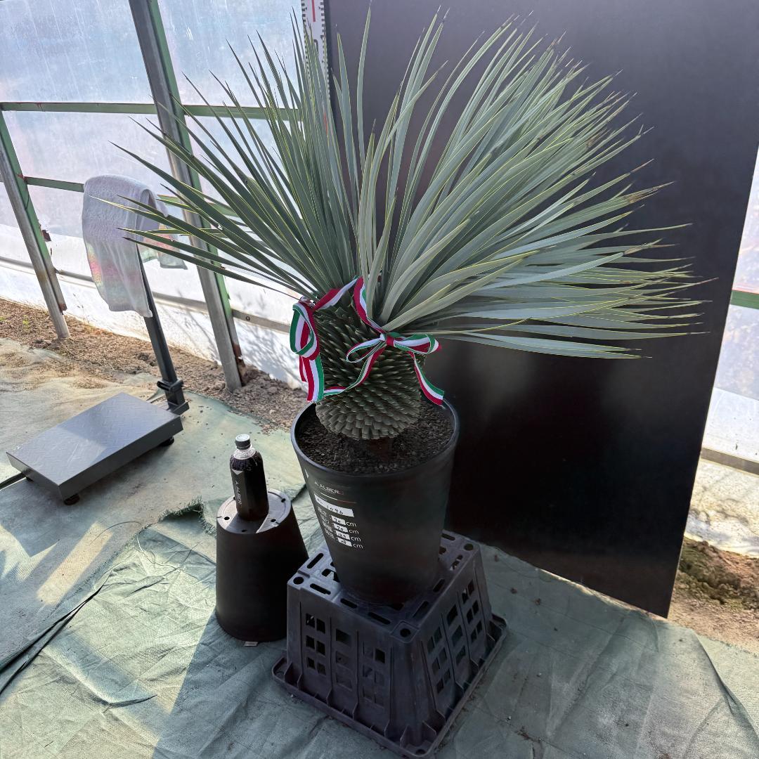 【AL1096】ユッカ　ロストラータ　頂上分頭ツインテール　LA ALBERO