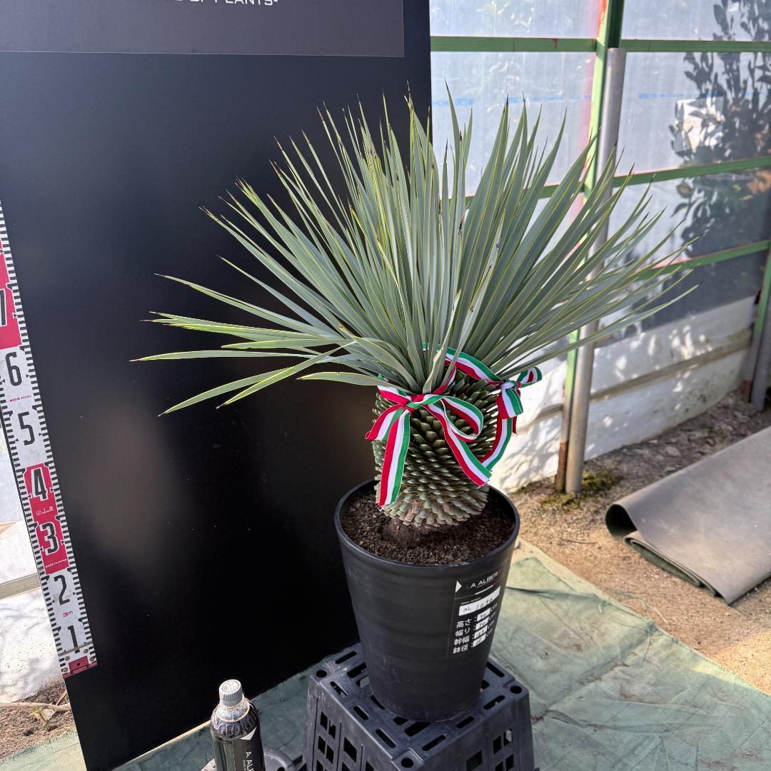 【AL1096】ユッカ　ロストラータ　頂上分頭ツインテール　LA ALBERO