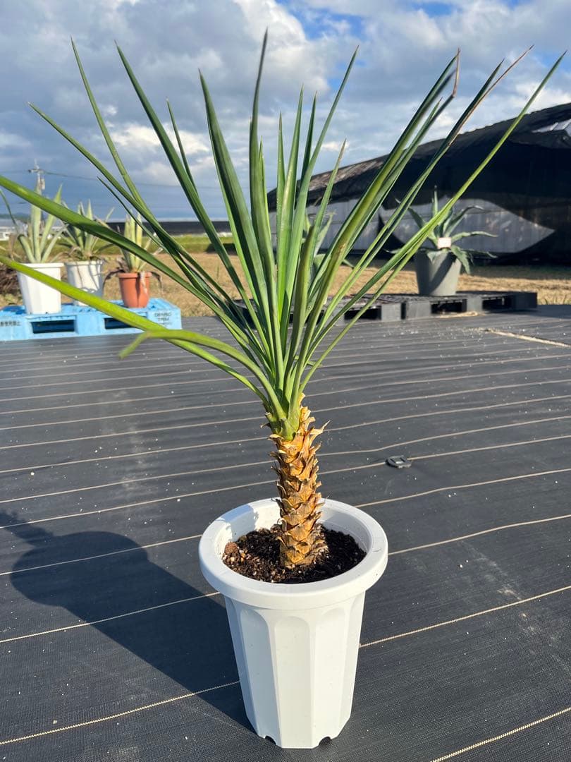 jam　アロイフォリア、ロストラータ14