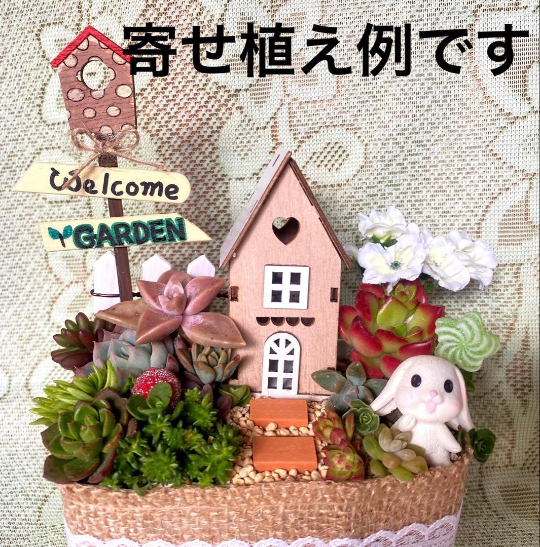 ⑥箱庭セット ◆多肉寄せ植えセット
