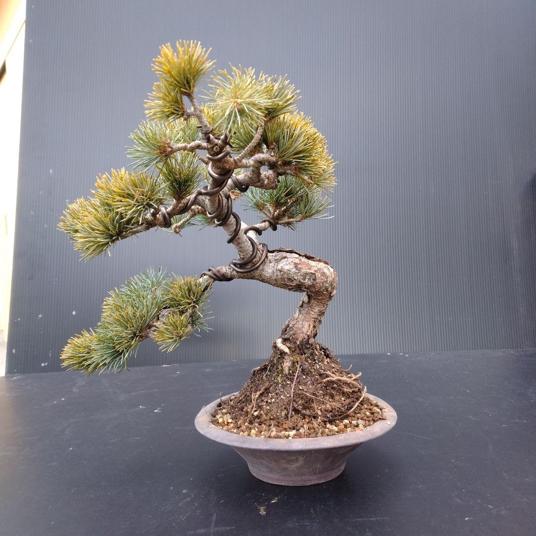 銀八房五葉松、模様木小品盆栽