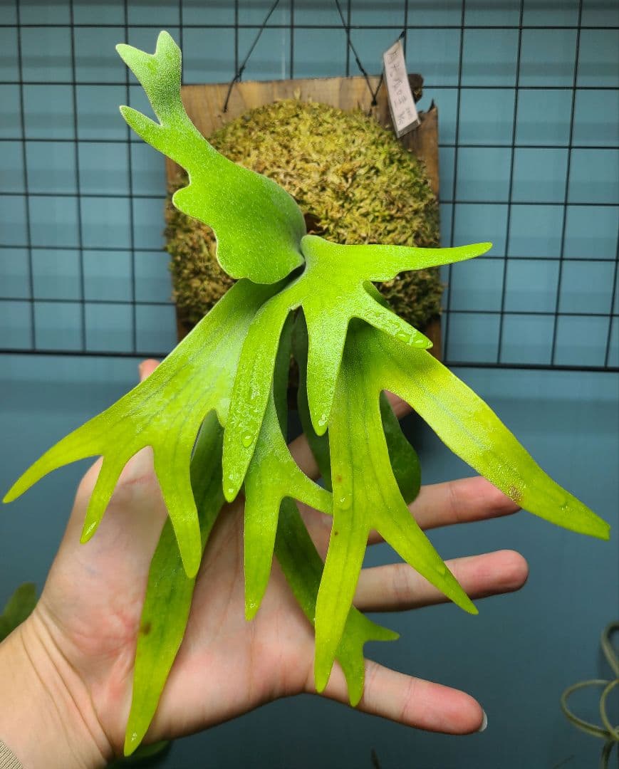 ビカクシダ 月光爪哇 板付け株