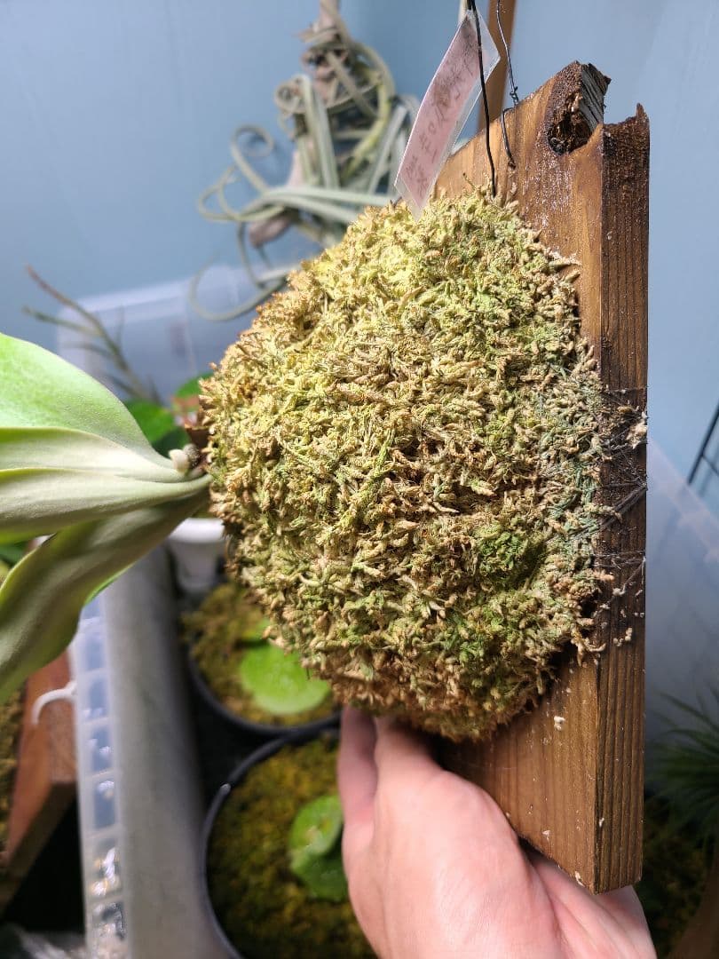 ビカクシダ 月光爪哇 板付け株