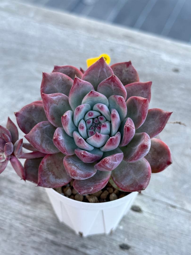 2 希少　大苗　SAMリンゼアナNo.6 カリフォルニア輸入　多肉植物