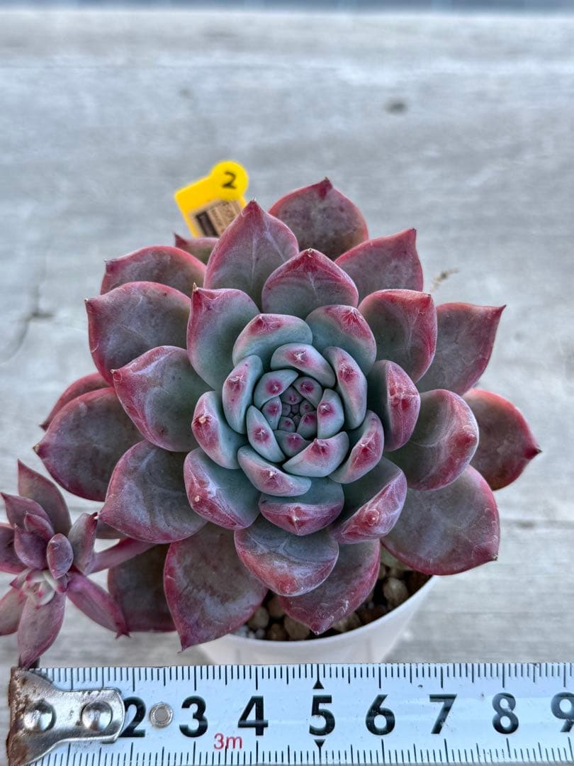 2 希少　大苗　SAMリンゼアナNo.6 カリフォルニア輸入　多肉植物