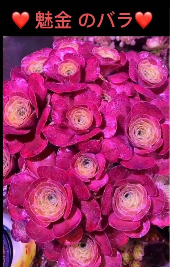 多肉植物アエオニウム錦 ❤️魅金のバラ ❤️