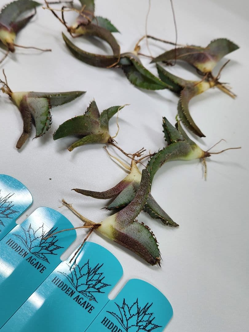 creep hidden agave ジェレミー　新種　子株　アガベ　BEAST