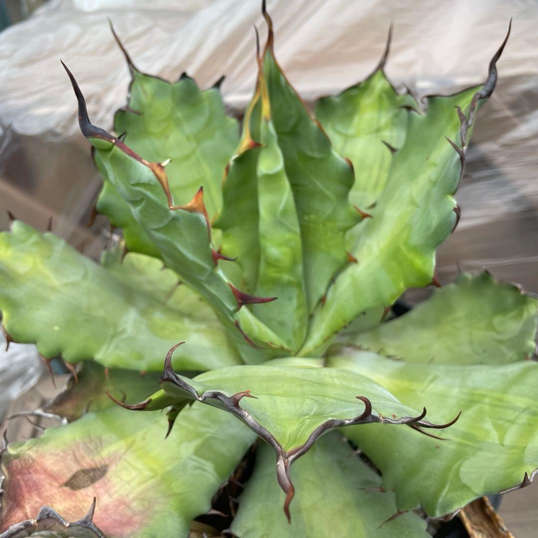 アガベ　超レア　大株　ハイブリッド　チタノタ×コロラータ　チタコロ　中斑　陽炎棘