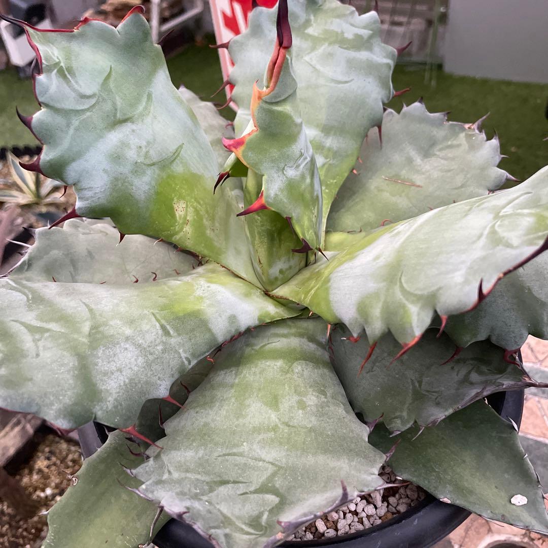 アガベ　超レア　大株　ハイブリッド　チタノタ×コロラータ　チタコロ　中斑　陽炎棘