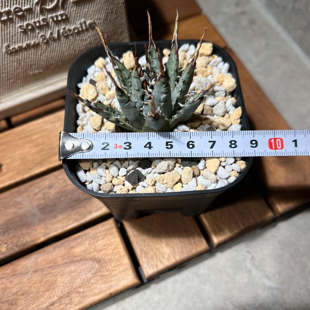 アガベ ユタエンシス　エボリスピナ　発根済み