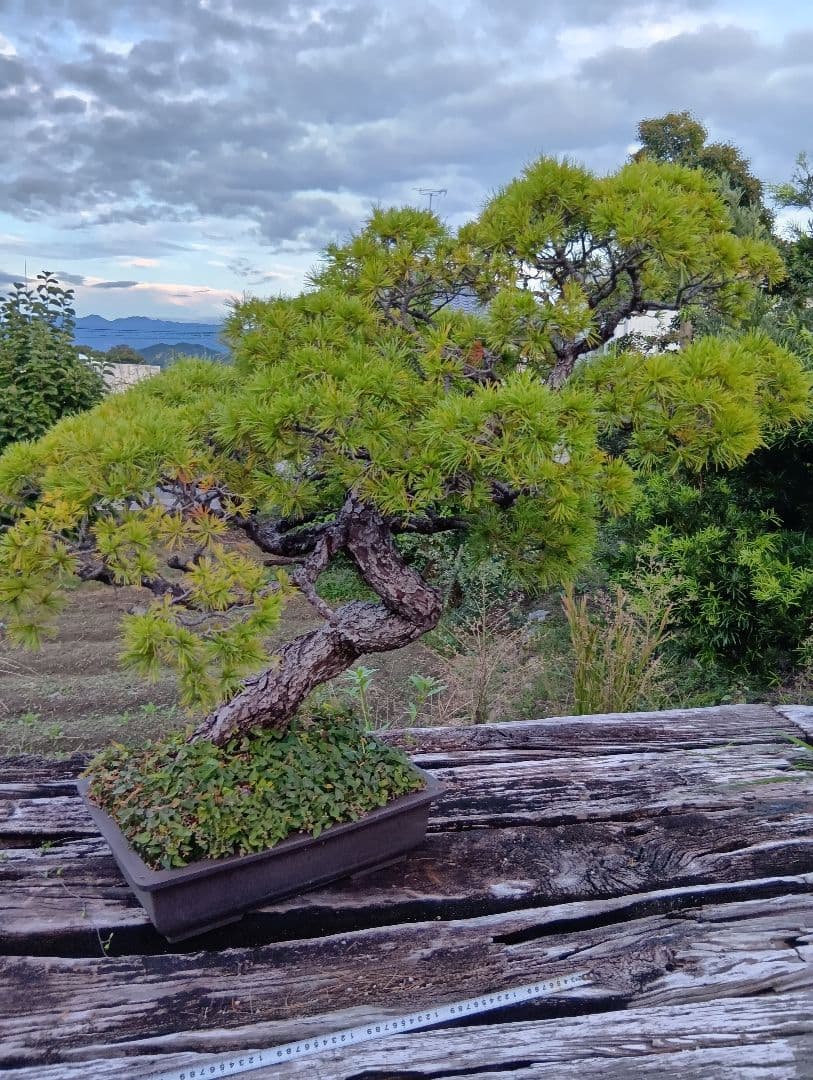 五葉松の盆栽 曲がった幹（かなり大きいサイズ）