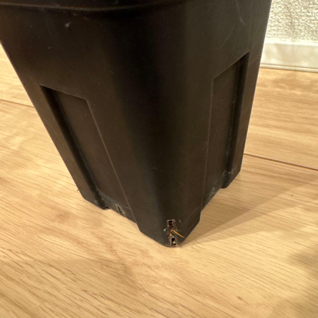 大株 コミフォラ カタフ ピュア ソマリア 発根済